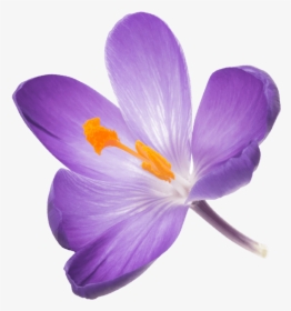 Saffron Flower Png, Transparent Png, Transparent PNG