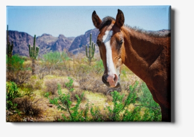 Wild Horses Of Salt River Arizona - Sorrel, HD Png Download, Transparent PNG