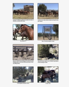 Horse , Png Download - Sorrel, Transparent Png, Transparent PNG