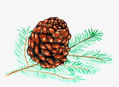 Pine Cones, Pine, Watercolor, Isolated, Handpainted - Piña De Pino Dibujo Png, Transparent Png, Transparent PNG