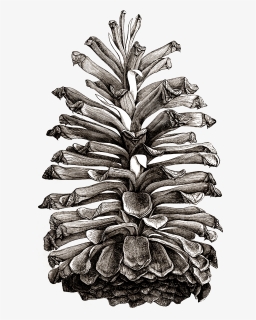 Clip Art Collection Of Free Abstract - Pine Cones Illustrations Png, Transparent Png, Transparent PNG