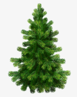 Evergreens With Pine Cones Png Clipart - Christmas Tree Vector Png, Transparent Png, Transparent PNG