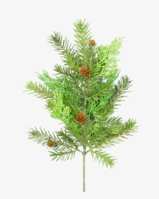Pine, Cedar, & Pinecone Spray - Ferns In French, HD Png Download, Transparent PNG