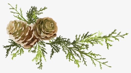 Conifer Cone Leaf Needles Png Download Pine Cone- - Illustration Of Pine Cone, Transparent Png, Transparent PNG