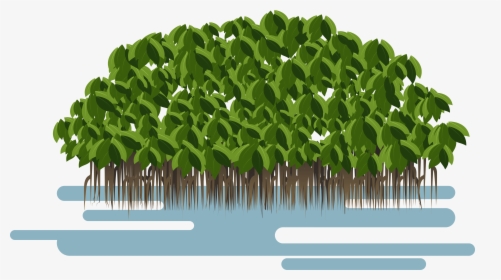 Transparent Soil Layers Clipart - Mangrove Png, Png Download, Transparent PNG