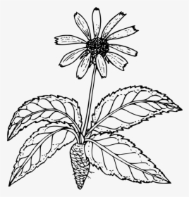 Outline Pictures Of Flower Plant Root , Png Download - Drawings Of Flowers Outline, Transparent Png, Transparent PNG