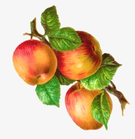 Apples On A Branch Vintage - Apples On A Branch Png, Transparent Png, Transparent PNG