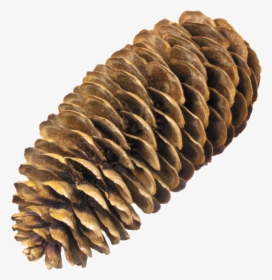 Small Pine Cones Png - Pine Cone No Background, Transparent Png, Transparent PNG