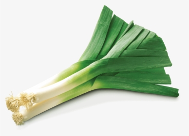 Leek,welsh Family,leaf Vegetable,shallot - Leeks Images Png, Transparent Png, Transparent PNG
