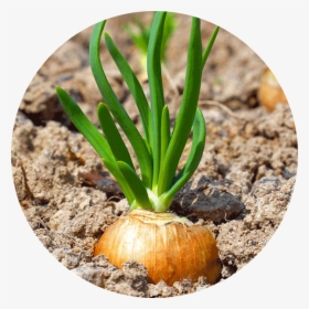 Clip Art Up Close Why Did - Root Vegetable, HD Png Download, Transparent PNG