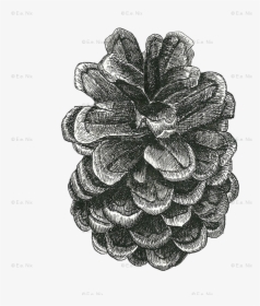 Cross Contour Pinecone, HD Png Download, Transparent PNG