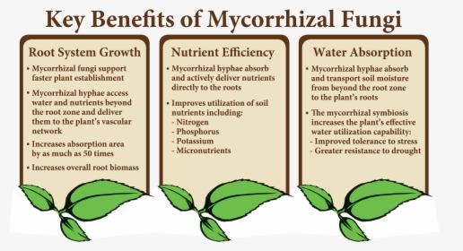 Key Benefits Of Mycorrhizal Fungi, HD Png Download, Transparent PNG