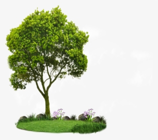 Choosing Small Trees Tree Planting Landscaping Root - Tree Hd Png, Transparent Png, Transparent PNG