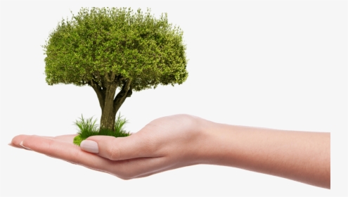 Save Tree Hd Png, Transparent Png, Transparent PNG