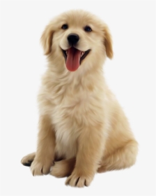 Cottonwood Puppy - Cute Dog Transparent Background, HD Png Download, Transparent PNG