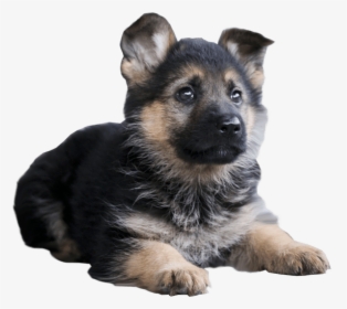 Clip Art Malinois Dog Siberian Husky - German Shepherd Puppy Png, Transparent Png, Transparent PNG