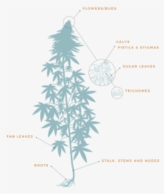 Cannabis Plant Anatomy Diagram, HD Png Download, Transparent PNG