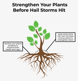 Shielding Your Plants From Hail Storms With Care Infographic - Diagrammatic Representation Of Microbe's Role In Agriculture, HD Png Download, Transparent PNG