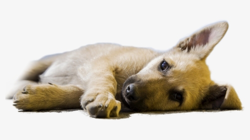 Dog Lying Down Looking Ill - Super Super Cute Dogs, HD Png Download, Transparent PNG