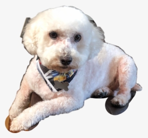 #dog #layingdown #newlygroom #freetoedit - Companion Dog, HD Png Download, Transparent PNG