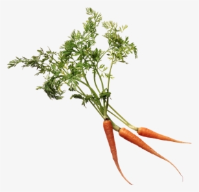 Carrot Png Image - Carrot Leaves Png, Transparent Png, Transparent PNG