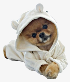 #puppy #dog #pomeranian #petsandanimals #robe #cute - Cute Dog Png Hd, Transparent Png, Transparent PNG