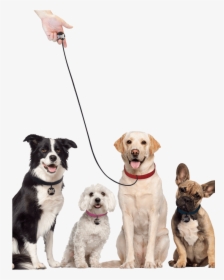 Transparent Dog Leash Png - Labrador Retriever Transparent Background, Png Download, Transparent PNG
