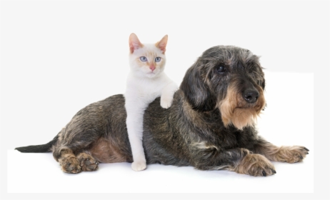 Old Cat And Dog Together, HD Png Download, Transparent PNG