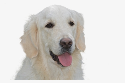 Dog Free, Golden Retriever, Pet, Hundeportrait, Animal - Dog Yawns, HD Png Download, Transparent PNG