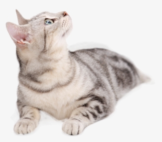 British Persian Dog Tabby Looking Upward Transprent - Cat Lying Down Looking Up, HD Png Download, Transparent PNG