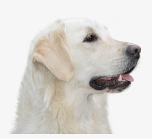 Dog Free, Golden Retriever, Pet, Hundeportrait, Animal - Hund Png Freigestellt Kostenlos, Transparent Png, Transparent PNG