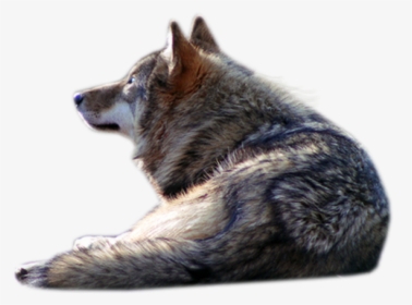 Transparent Wolf Png - Wolf Laying Down Transparent, Png Download, Transparent PNG
