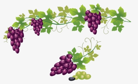 Grape Vine Transparent Background , Png Download - Transparent Background Grape Vine Png, Png Download, Transparent PNG