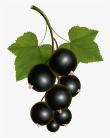 Currants Clipart Grape Vine, HD Png Download, Transparent PNG