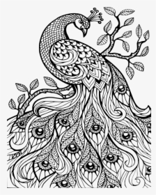 Adult Coloring Sheets Peacock, HD Png Download, Transparent PNG