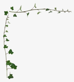Ivy Vine Border Ivy Vine Wallpaper Border - Ivy Png, Transparent Png, Transparent PNG