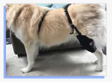 Section 2 - Box - Dog Knee Compression Sleeve, HD Png Download, Transparent PNG