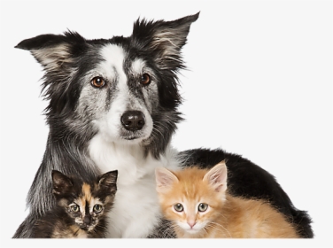 Cats Dogs Top Of Head Png - Adopt Dogs And Cats, Transparent Png, Transparent PNG