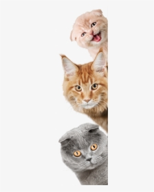 Cat & Dog Funny, HD Png Download, Transparent PNG