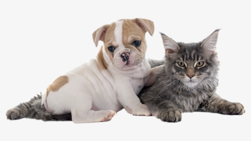 Frenchie Puppy And A Kitten, HD Png Download, Transparent PNG
