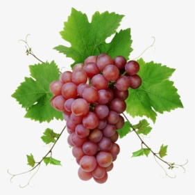 Grape,grape Leaves,seedless Fruit,grapevine Seed Extract - Grape Png, Transparent Png, Transparent PNG