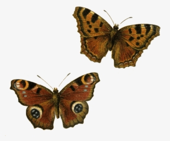 Brown Butterflies Clip Arts - Transparent Background Butterfly Clipart, HD Png Download, Transparent PNG