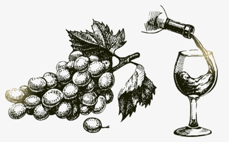 Png Grape Vine At Getdrawings Com Free For - Uvas Y Vino Dibujo, Transparent Png, Transparent PNG