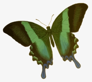 Papilio Blumei Clip Arts - Butterfly Cartoon Green, HD Png Download, Transparent PNG
