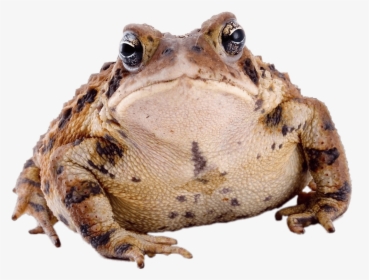 Toad Front View - Transparent Toad Png, Png Download, Transparent PNG