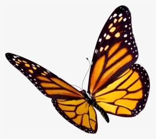 Monarch Butterfly Insect Clip Art - Transparent Background Butterfly Clipart, HD Png Download, Transparent PNG