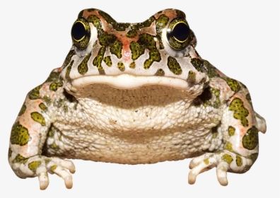 Frog, Toad, Amphibians, Animal World, Urmonster - Frog, HD Png Download, Transparent PNG