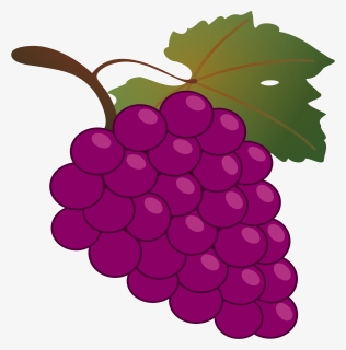 Grape,seedless Fruit,grapevine Family,grape Plant,flower,berry,clip - Grapes Clipart, HD Png Download, Transparent PNG