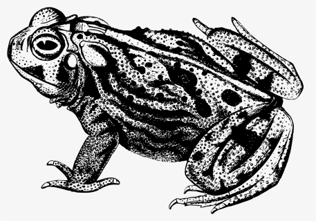 Amphibian, Animal, Frog, Toad - Great Plains Toad Black And White, HD Png Download, Transparent PNG
