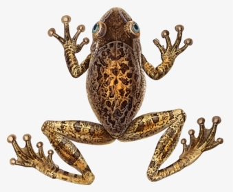 Toad,frog,terrestrial Animal - Cuban Tree Frog Png, Transparent Png, Transparent PNG
